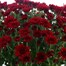 Chrysanthemum Garden Mum Red 4L Pot Bedding Alternative Image