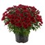 Chrysanthemum Garden Mum Red 4L Pot Bedding Alternative Image