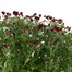 Chrysanthemum Garden Mum Red 6.5L Pot Bedding Alternative Image