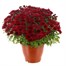 Chrysanthemum Garden Mum Red 6.5L Pot Bedding Alternative Image