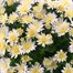 Chrysanthemum Garden Mum White 4L Pot Bedding Alternative Image