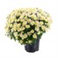 Chrysanthemum Garden Mum White 4L Pot Bedding Alternative Image