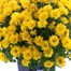 Chrysanthemum Garden Mum Yellow 4L Pot Bedding Alternative Image