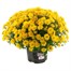 Chrysanthemum Garden Mum Yellow 4L Pot Bedding Alternative Image