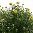 Chrysanthemum Garden Mum Yellow 6.5L Pot Bedding Alternative Image