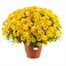 Chrysanthemum Garden Mum Yellow 6.5L Pot Bedding Alternative Image