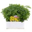 Chrysanthemum Jewel Yellow Super 6 Pack Boxed Bedding Alternative Image