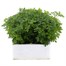 Chrysanthemum Jewel Yellow Super 6 Pack Boxed Bedding Alternative Image