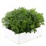 Chrysanthemum Jewel Yellow Super 6 Pack Boxed Bedding Alternative Image