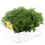 Chrysanthemum Jewel Yellow Super 6 Pack Boxed Bedding Alternative Image