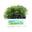 Chrysanthemum Jewel Yellow Super 6 Pack Boxed Bedding Alternative Image