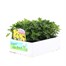 Chrysanthemum Jewel Yellow Super 6 Pack Boxed Bedding Alternative Image