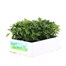 Chrysanthemum Jewel Yellow Super 6 Pack Boxed Bedding Alternative Image