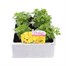 Chrysanthemum Poppins Prelude Apricot Super 6 Pack Boxed Bedding Alternative Image