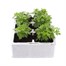 Chrysanthemum Poppins Prelude Apricot Super 6 Pack Boxed Bedding Alternative Image