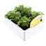Chrysanthemum Poppins Prelude Apricot Super 6 Pack Boxed Bedding Alternative Image