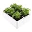 Chrysanthemum Poppins Prelude Apricot Super 6 Pack Boxed Bedding Alternative Image