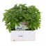Chrysanthemum Poppins Prelude White Super 6 Pack Boxed Bedding Alternative Image