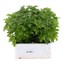 Chrysanthemum Poppins Prelude White Super 6 Pack Boxed Bedding Alternative Image