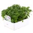 Chrysanthemum Poppins Prelude White Super 6 Pack Boxed Bedding Alternative Image