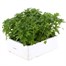Chrysanthemum Poppins Prelude White Super 6 Pack Boxed Bedding Alternative Image