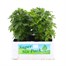 Chrysanthemum Poppins Prelude White Super 6 Pack Boxed Bedding Alternative Image