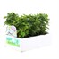 Chrysanthemum Poppins Prelude White Super 6 Pack Boxed Bedding Alternative Image