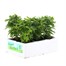Chrysanthemum Poppins Prelude White Super 6 Pack Boxed Bedding Alternative Image