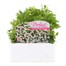 Chrysanthemum Snow Lady 6 Pack Boxed BeddingAlternative Image1