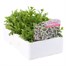 Chrysanthemum Snow Lady 6 Pack Boxed BeddingAlternative Image3