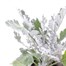 Cineraria Silverdust 10.5cm Pot BeddingAlternative Image1