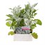 Cineraria Silverdust 6 Pack Boxed BeddingAlternative Image1