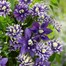 Clematis Taiga Climber 3L PotAlternative Image1