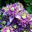 Clematis Taiga Climber 3L PotAlternative Image2