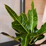 Codiaeum Croton Var. Gr Excellent Houseplant 13cm PotAlternative Image2