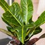 Codiaeum Croton Var. Gr Excellent Houseplant 13cm PotAlternative Image3