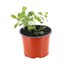 Convolvulus Sabatius 10.5cm Pot BeddingAlternative Image1