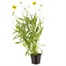 Coreopsis Early Sunrise 13cm Pot Bedding Alternative Image1