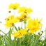 Coreopsis Illico Yellow 13cm Pot BeddingAlternative Image1