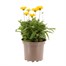 Coreopsis Illico Yellow 2L Pot Bedding  Alternative Image