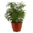 Cosmos Assorted 6.5L Pot Bedding Alternative Image