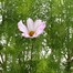 Cosmos Assorted 6.5L Pot Bedding Alternative Image