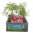 Cosmos Mixed Jumbo 6 Pack Boxed Bedding Alternative Image