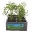 Cosmos Mixed Jumbo 6 Pack Boxed Bedding Alternative Image