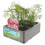 Cosmos Mixed Jumbo 6 Pack Boxed Bedding Alternative Image