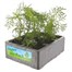 Cosmos Mixed Jumbo 6 Pack Boxed Bedding Alternative Image