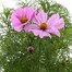 Cosmos Pink 6.5L Pot BeddingAlternative Image1