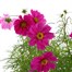 Cosmos Red 6.5L Pot BeddingAlternative Image1