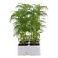 Cosmos Sonata Carmine 6 Pack Boxed Bedding Alternative Image