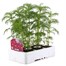 Cosmos Sonata Carmine 6 Pack Boxed Bedding Alternative Image